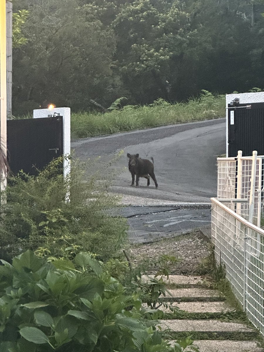 Sirius3150's tweet photo. あの今日は大型犬くらいの猪さんが敷地にいました...
3秒目があって帰って行った... https://t.co/TkVcK94c9R
