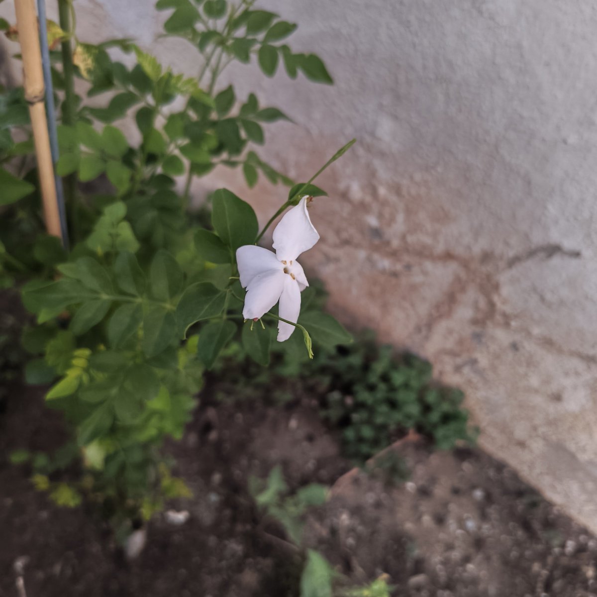 Simproved's tweet photo. My first Jasmin flower. Finally all the watering is paying off. ☺️😊 https://t.co/4HPPsi2Itb