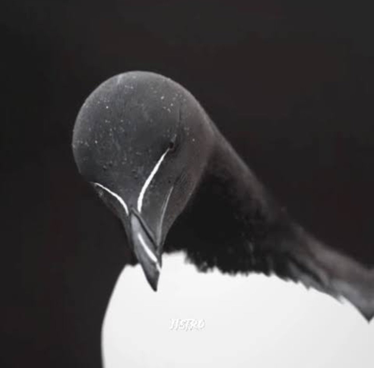 linooool_'s tweet photo. @octophrator 🤫 https://t.co/rodr37lCeC