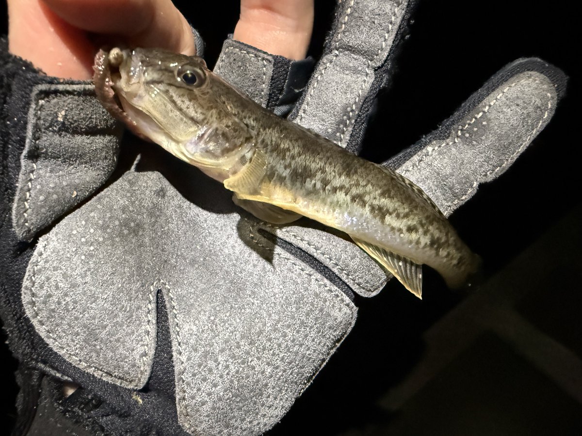 torafugufishing's tweet photo. 帰りにちょこっと閖上に行ってみた
雨の日はいつものローライトマッディーウォーターカフェオレ状態
ボトムネチネチでマハゼゲット
サイズは小さいが、引きが強め

マハゼ 3匹
チーバス 2匹 https://t.co/zXpMS0RZ9v
