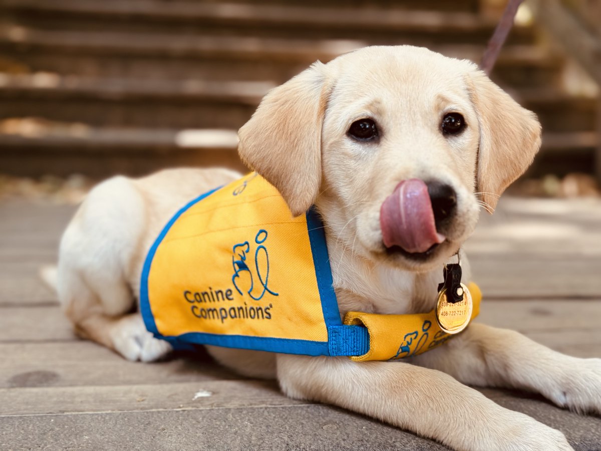 canineorg's tweet photo. 🐾 August is #NationalDogMonth! The human-canine bond is such an incredible relationship, and #dogs bring joy, companionship and countless unforgettable moments to our lives. 🐶  

#dog #servicedog #facilitydog #therapydogs https://t.co/X2HiopiNrg