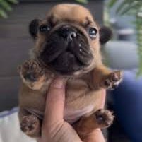 TysonTheBDog's tweet photo. @DaRealTIOfan just pibble https://t.co/6yMrDCU6sh