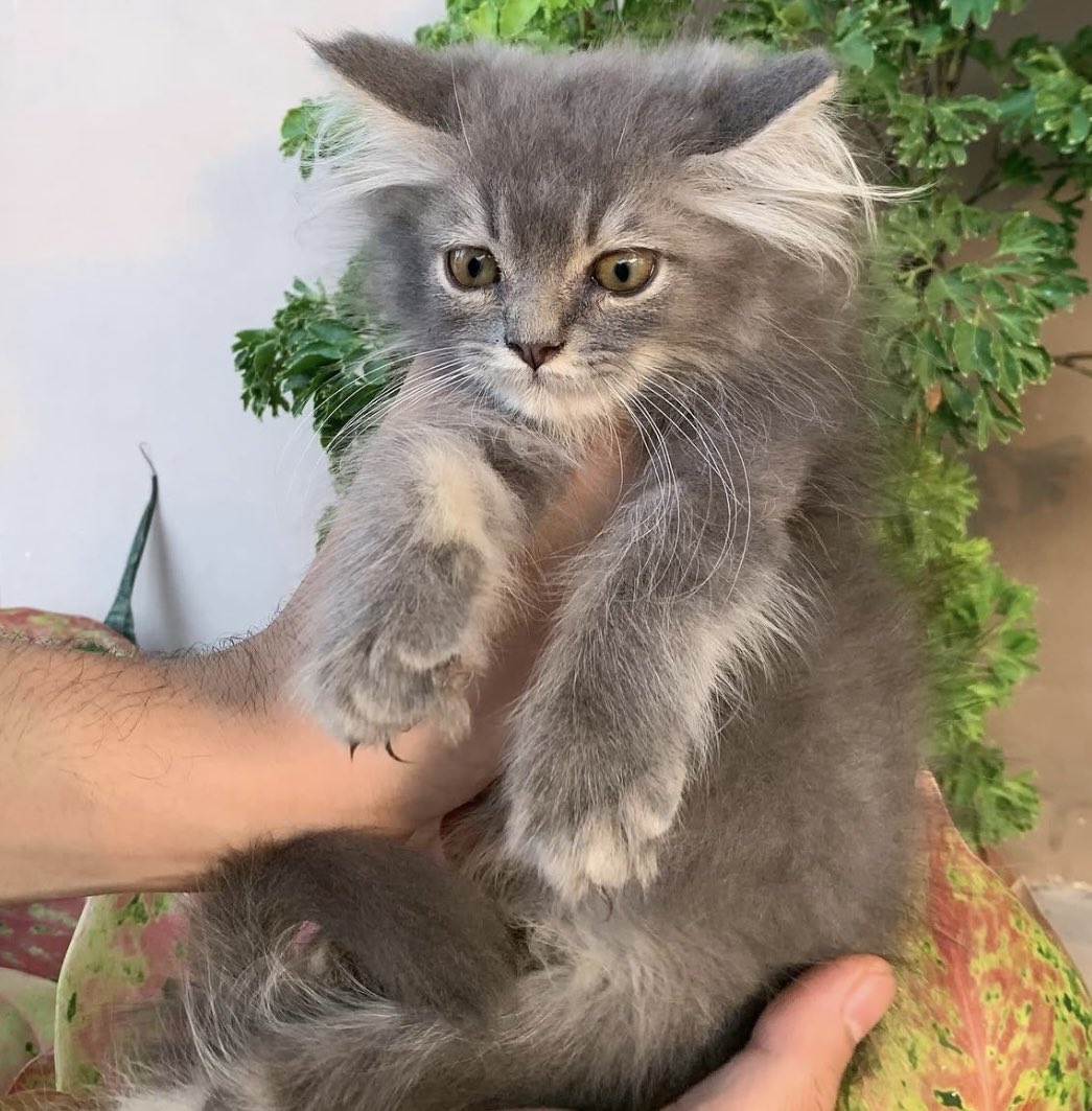putrinad19's tweet photo. Halo guys bantuin aku nemuin babu baru mereka yuk‼️
semua kucing nya terawat dan gembul" aku open adopt free tanpa biaya apapun
#catlover #openadopt #adoption #catcute https://t.co/m5sUTbNkUS