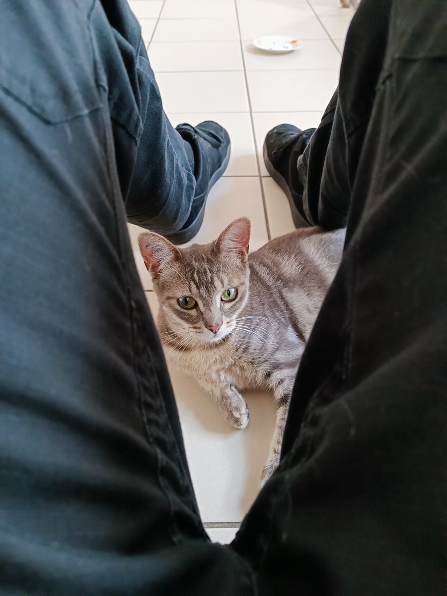 BuduleMcFluffy's tweet photo. Perline continue de se rapprocher de moi, elle est même venue se frotter contre ma cane aujourd'hui. Je n'étais pas sûr que ce que je pourrais faire sur des cas de syndrome de privation sensorielle mais je suis content du résultat pour le moment https://t.co/J55TmIvhjd