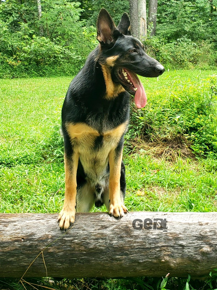 K9Garm's tweet photo. Honey Badger. https://t.co/oKllGyOpkX