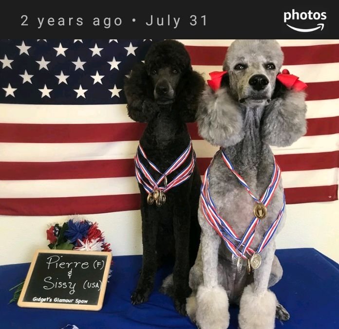 pierre_poodle's tweet photo. Flashback to when we won the Olympics 2 years ago! Look at Sissy showing off her medals 🏅. https://t.co/34A803uxBT