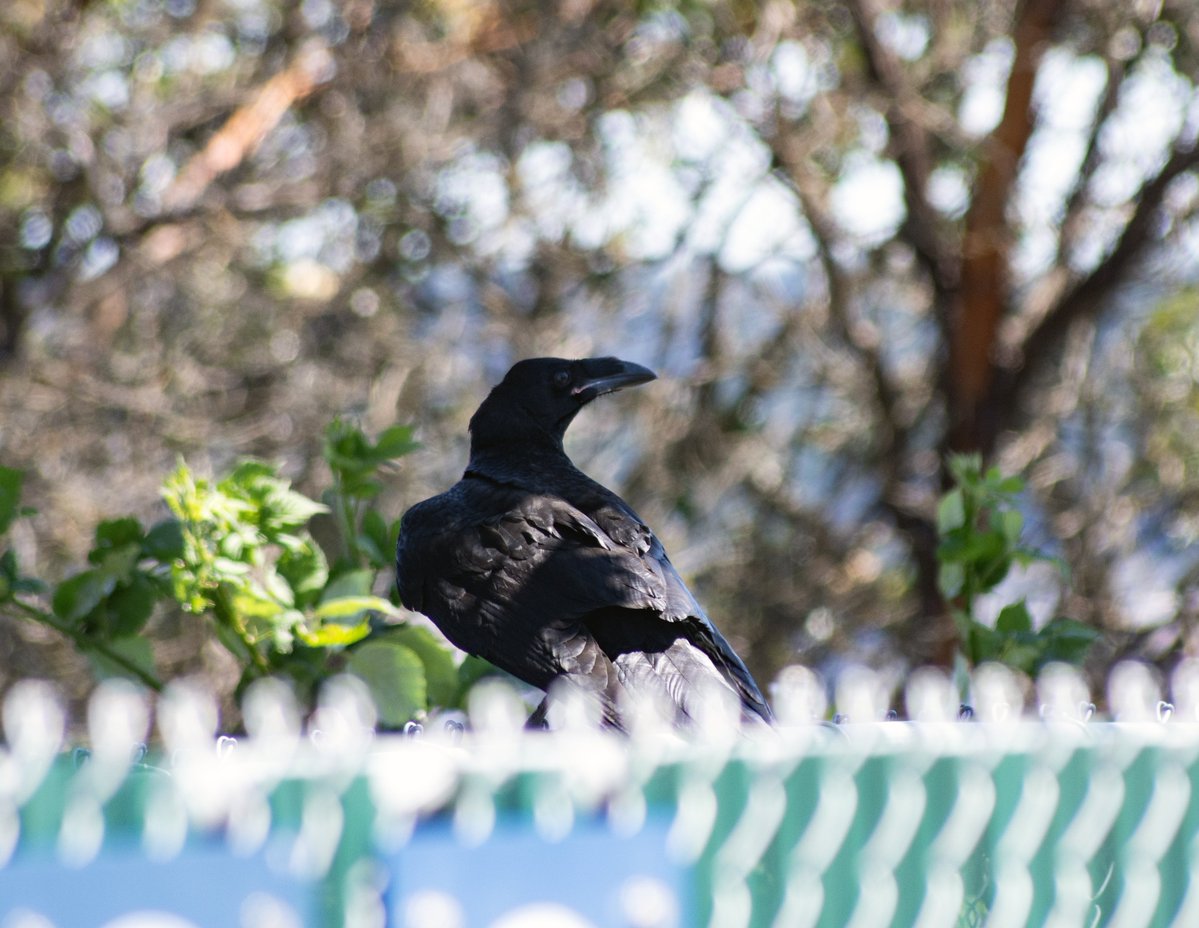 mcelesteart's tweet photo. have i ever posted this photo of a baby raven i got https://t.co/2X0ftsvVwH