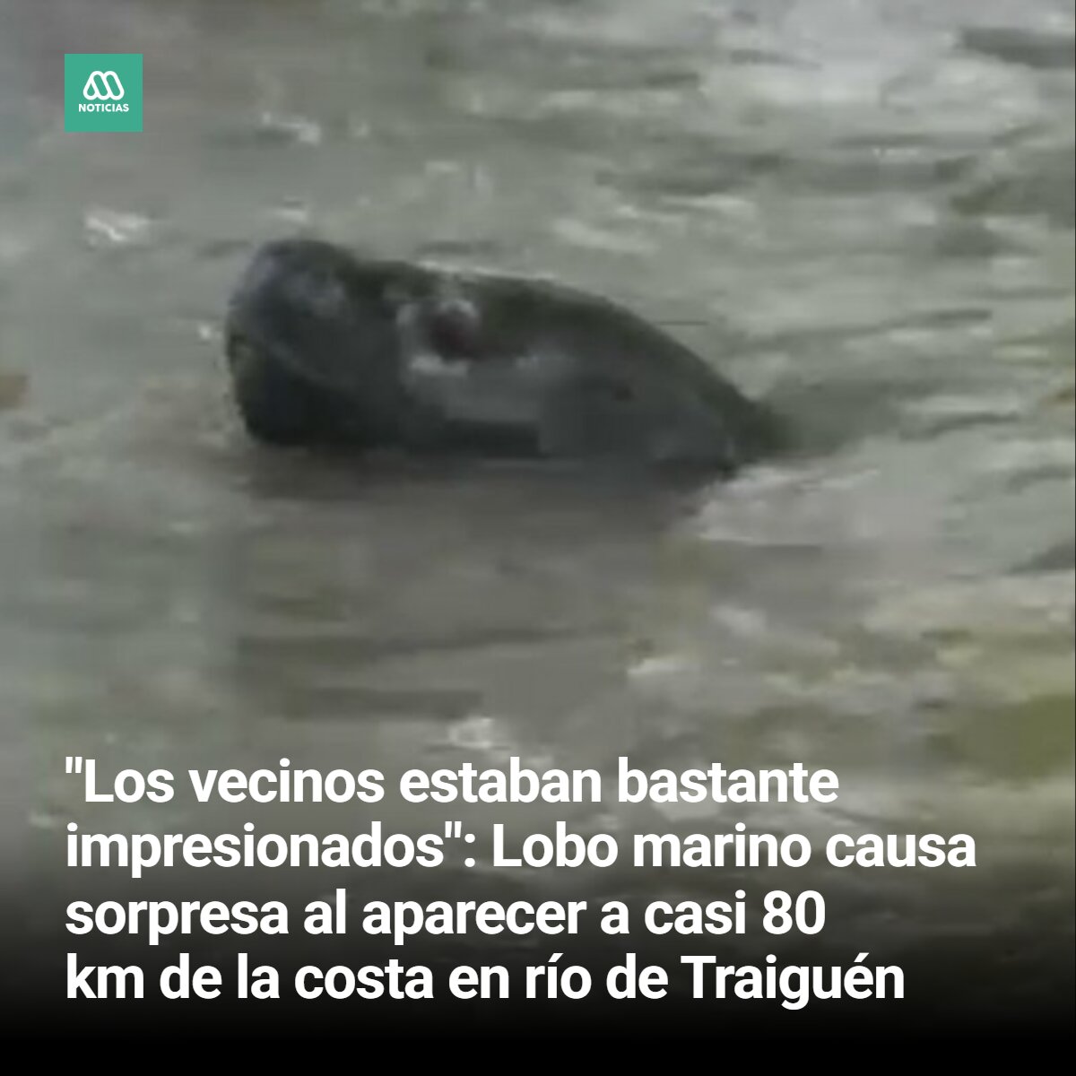 meganoticiascl's tweet photo. Las intensas lluvias en la zona sur han provocado diversas afectaciones y más de alguna sorpresa, como un inesperado visitante en la comuna de Traiguén. https://t.co/ZSwkuQ51YK