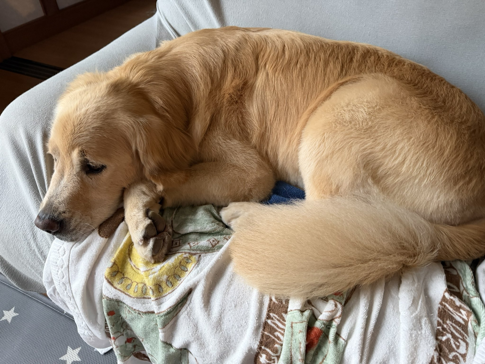 goldenretriever - Search / X