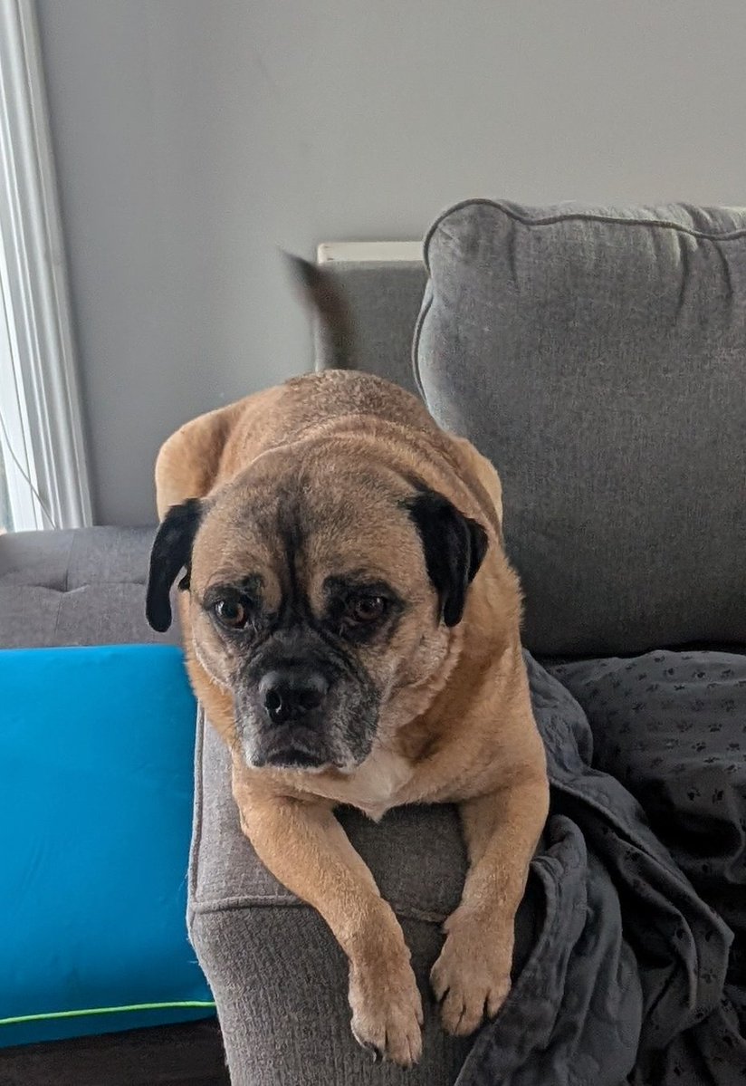 Bedzyrocks's tweet photo. @SorryIsaidF_off That is a good goal...
I had to take one of my boys to the vet for his shots....
He's not happy https://t.co/Sl4lS7L1tu