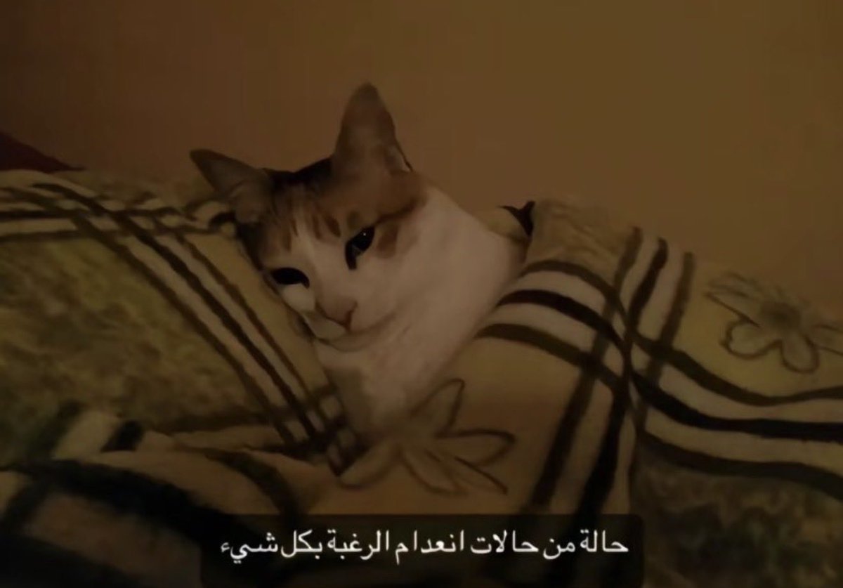 xlzxa_'s tweet photo. الحاصل https://t.co/jcNgpqifPW