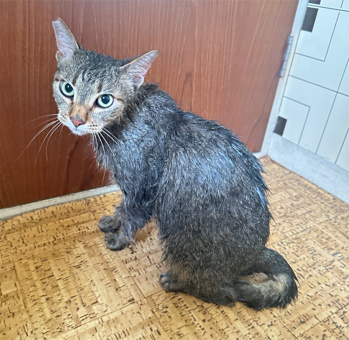 Pi_cat55's tweet photo. 【小桜】
我が家では年に一度ネコちゃんをお風呂に入れます。来年のための健忘録。

〜事前準備〜
①前日に猫と人間の爪を切る（当日にやると勘付かれる）
②バケツに37℃の湯を溜める（暑くなるのでぬるめで）
③隠れ家を塞ぐ
④無香料のシャンプー準備

小桜ちゃん
悲鳴★★★☆☆
暴れ★☆☆☆☆ https://t.co/LlYUfnY9V9