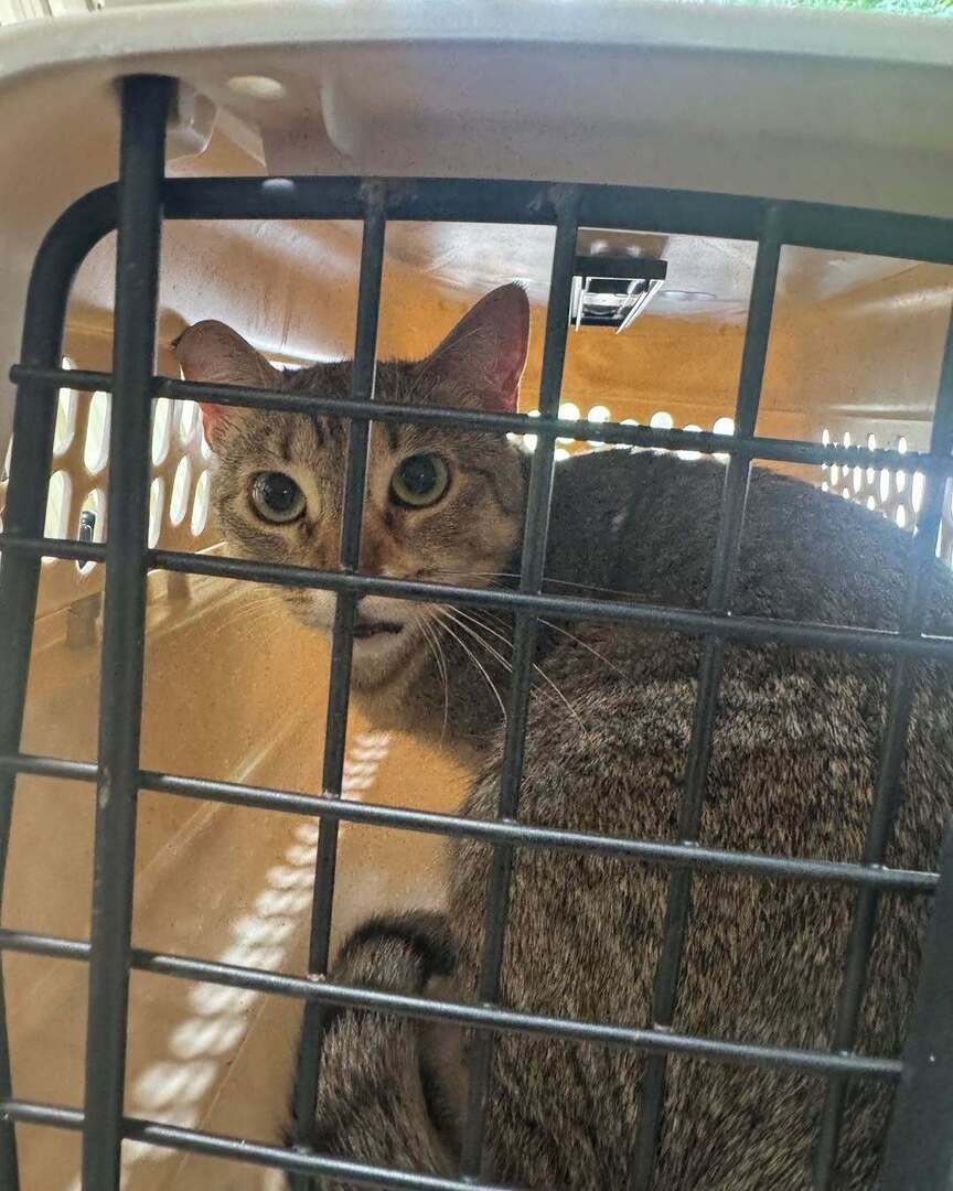 cobbkitties's tweet photo. https://t.co/EAFaFI6sJh https://t.co/lCMxHhJ1sH