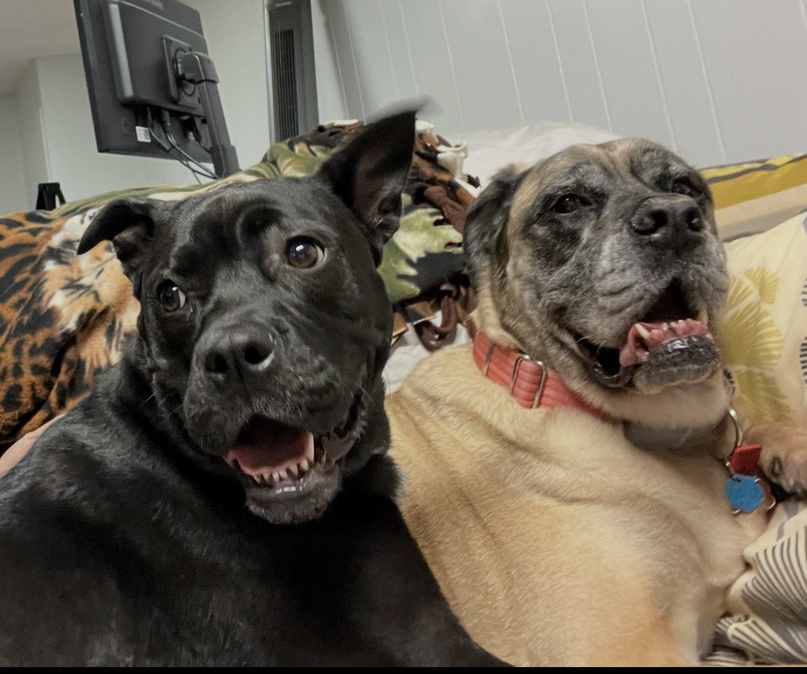 CoachDMan87's tweet photo. Maia, oh sweet queen. She was a large help for my sister, navigating life and moving back to MI. Maia was loyal and a big love bug once she trusted you. After 14+ years, she said goodbye today. 💔Roo was guided by your love. Be free of pain #Max #Beyla #Kane #Thorin #Maia 😢 https://t.co/741nn8McUk