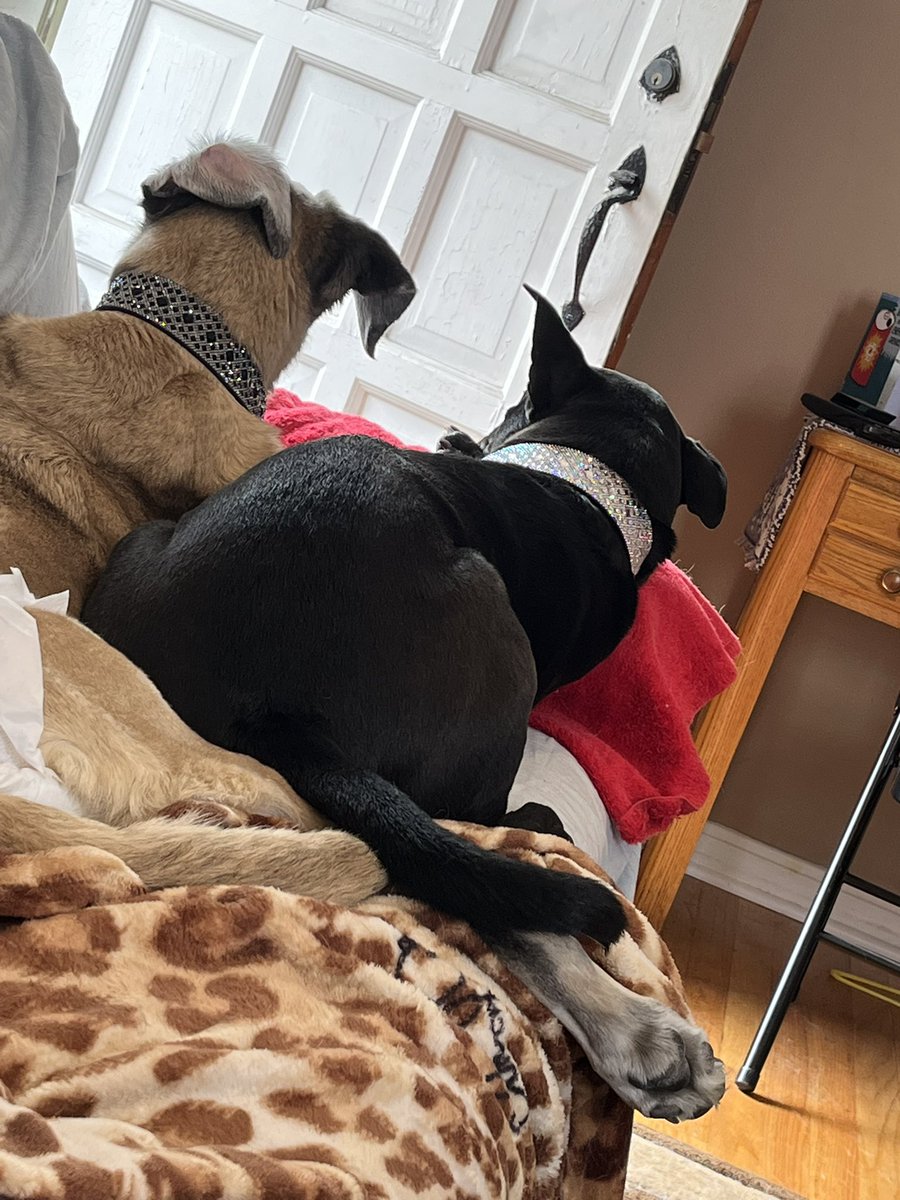 CoachDMan87's tweet photo. Maia, oh sweet queen. She was a large help for my sister, navigating life and moving back to MI. Maia was loyal and a big love bug once she trusted you. After 14+ years, she said goodbye today. 💔Roo was guided by your love. Be free of pain #Max #Beyla #Kane #Thorin #Maia 😢 https://t.co/741nn8McUk