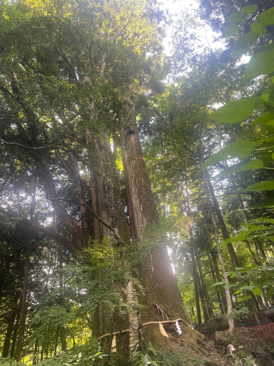 gto2002's tweet photo. オープンキャンパスのあと、せっかくなので貴船神社まで足を伸ばしてきました⛩️✨
青もみじと朱塗りの灯篭、綺麗な七夕飾りに囲まれて涼やかな空気感が最高
清流の音を聞きながら、息子の合格と良縁をしっかり祈願🙏
最高の寄り道になりました

​#貴船神社 #京都観光 #青もみじ #合格祈願 #高校生パパ https://t.co/LvyZE17THR