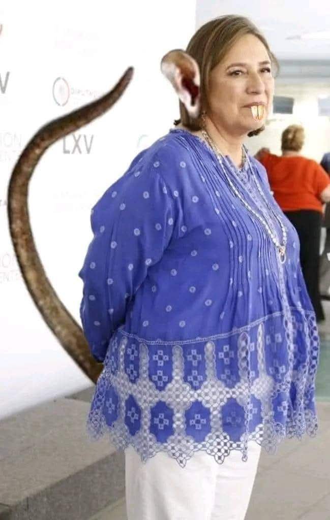 Fernycv's tweet photo. @XochitlGalvez Mas narco corrupta, ratera y mitomana que tu @XochitlGalvez no hay, ahora resulta que la mafia del pan son unas blancas palomas https://t.co/lPjzC5FBdu