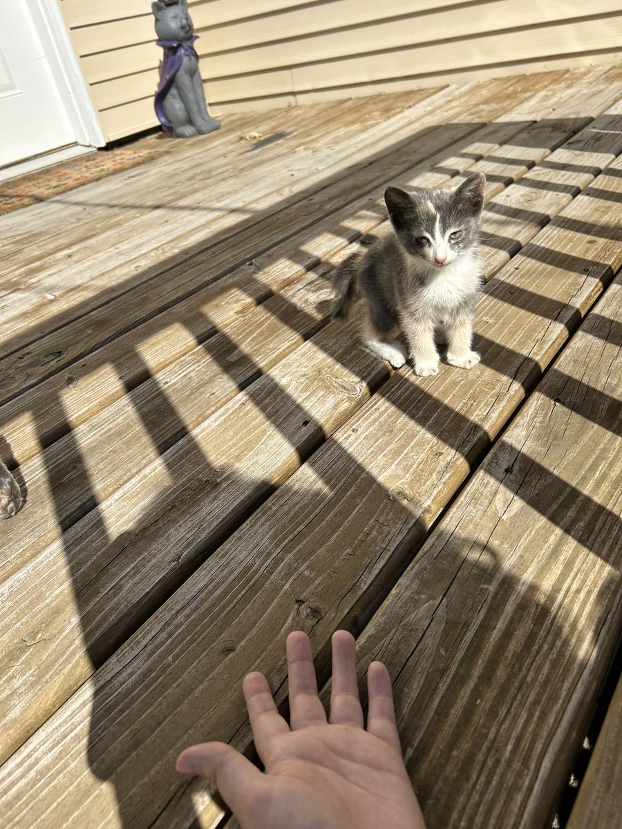 oreoeocat's tweet photo. How it started vs how it’s going https://t.co/FOb7j6gAOH