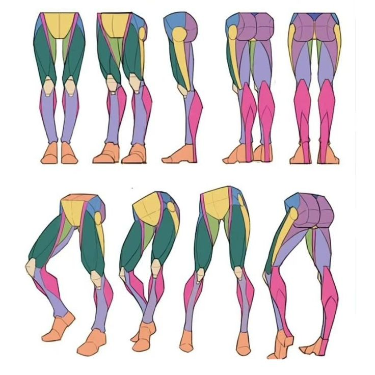 ezdrawps's tweet photo. Saving this for the next time leg anatomy stops making sense https://t.co/OzzRJl1198