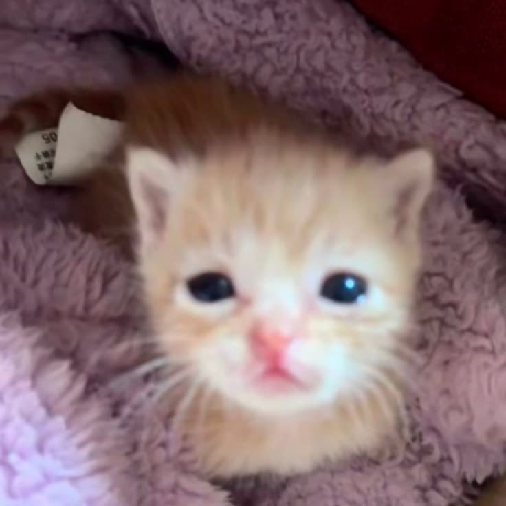 tsvrfire's tweet photo. cómo amor, qué dijiste? https://t.co/n5jtuireDh