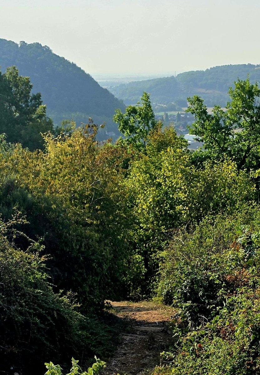 jean_legaulois's tweet photo. Une fenêtre ouverte sur la plaine et la fraîcheur des sous-bois. Un instant suspendu qui rappelle combien notre nature est précieuse et fragile. Á nous de la protéger. ✨
​📷 23mm
​#DinsheimSurBruche #Alsace #Nature #Photographie #GrandAngle https://t.co/Dlrqb58ES5