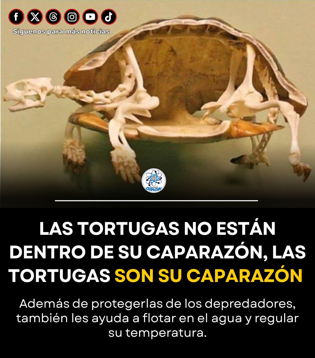 EnsedeCiencia's tweet photo. Las tortugas no viven “dentro” de su caparazón: el caparazón es parte de su cuerpo. 🐢

Está formado por huesos fusionados con la columna vertebral y las costillas, y recubierto por placas de queratina, lo que significa que no pueden salir de él como ocurre en algunos dibujos animados. Además de brindarles protección, también contribuye a su estabilidad, flotabilidad (en muchas especies acuáticas) y regulación de la temperatura.
