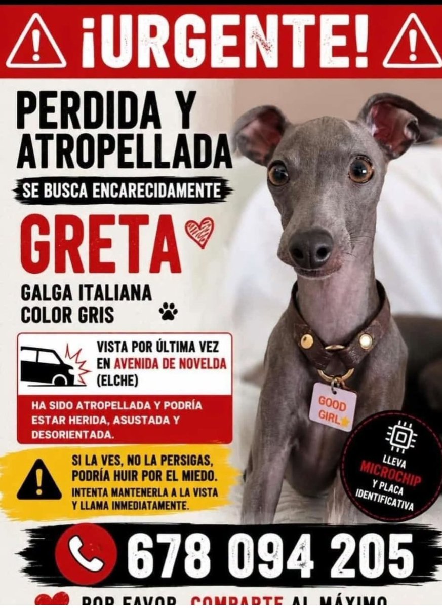 PixiesRichie's tweet photo. ⚠️⚠️ #GRETA PERDIDA EN #ELCHE #ELX (#Alicante) 
HA SIDO ATROPELLADA EN AVENIDA NOVELDA 

#seBusca #Galgo #GalgoItaliano #Urgente #España #UltimaHora https://t.co/pM6VfnMdm6