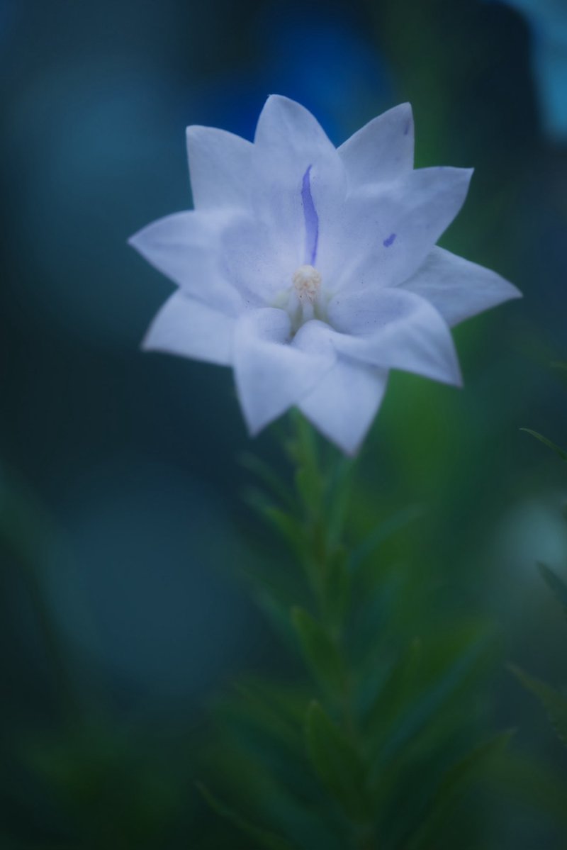 takao_camera's tweet photo. 桔梗 (二重)

二重のキキョウが咲いていました。日本の在来種。キキョウ科。キキョウは花弁が開き、おしべが開き、めしべが開き、3回開くと言われていますが二重の場合4回開くことになりますね。
花言葉は、変わらぬ愛。 https://t.co/IBtXbGBAMb