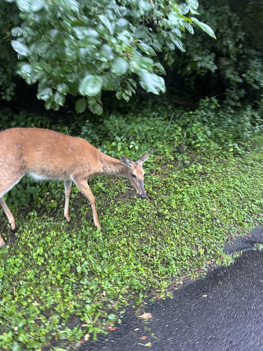 clare__wing's tweet photo. 8 miles ✅🏃🏼‍♀️🙏🏽 been on some weekend getaways and haven't logged as many miles as I've liked to. Definitely felt that in my HR today! #runner #hybridathlete #running #8miles https://t.co/lxXD3F6nw4