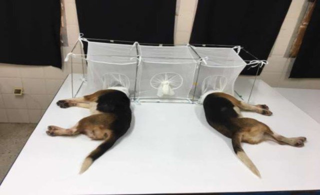 CaptSMACKD0WN's tweet photo. @krassenstein Your "hero" tortured beagles. https://t.co/DqXO8KFUCQ