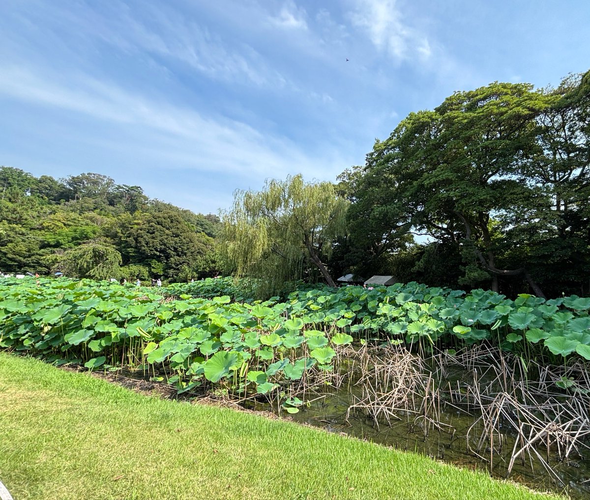 HELOORB1's tweet photo. 今年は
例年より
蓮の開花が
遅れているそうです。
まだ、花が咲いてない
所もありました。
蓮🪷の開花の
見頃はまだまだ
続いています✨

#横浜市
#三溪園
#蓮🪷
2026.8.1 https://t.co/glt6ANOOwV