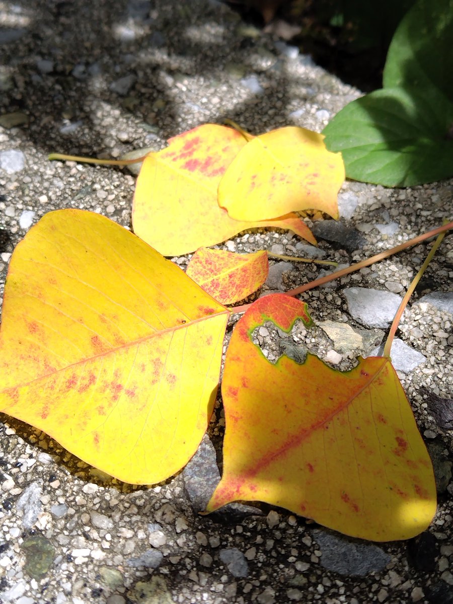 santosei3's tweet photo. おはようございます。ナンキンハゼ、昨日の“紅葉”。今日も皆さま、ご安全に。 https://t.co/pn7KU3Z22x