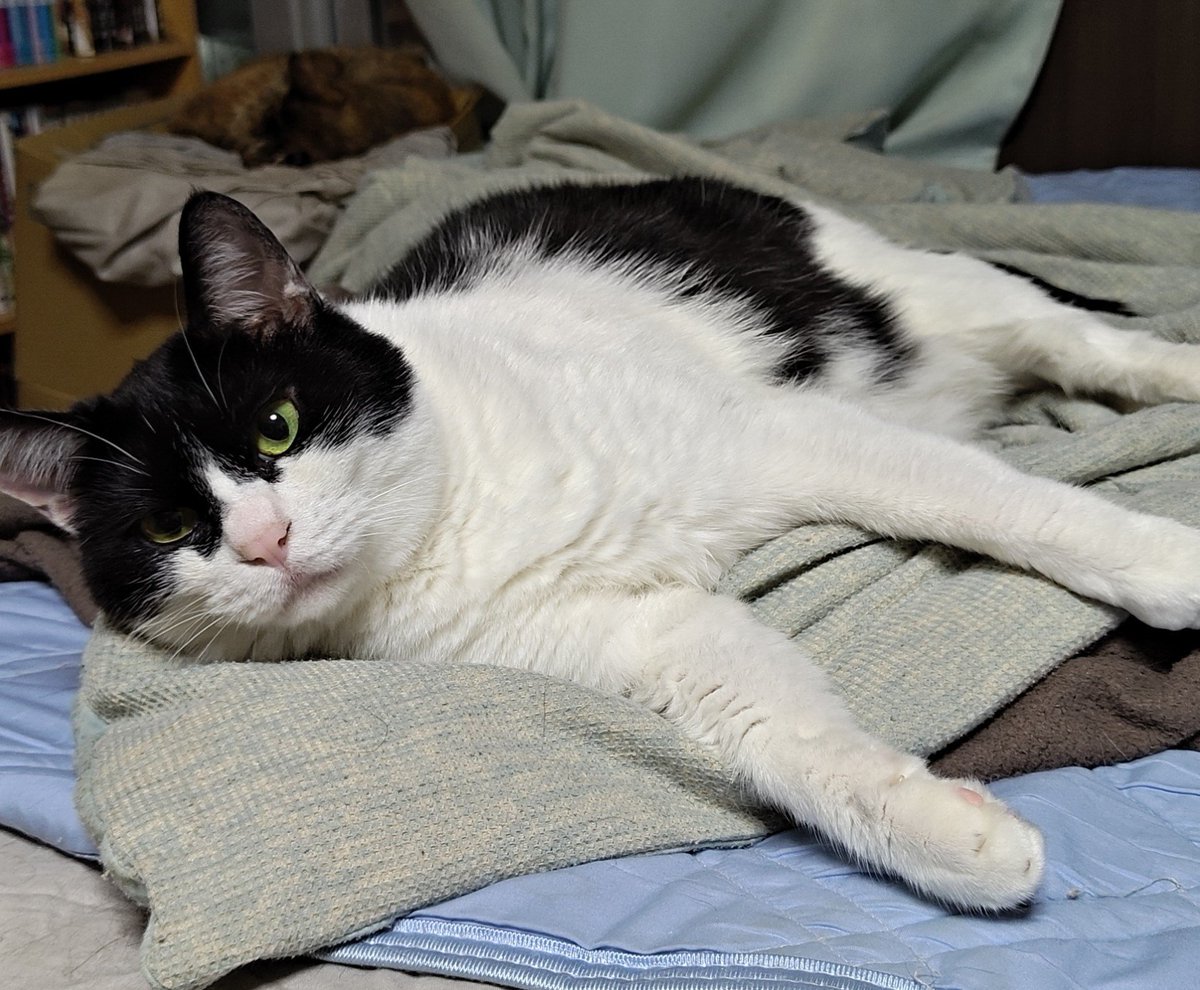 ryuki0083's tweet photo. おはようございます😊#猫 #猫のいる暮らし #ねこ https://t.co/fJ329h8Tsm