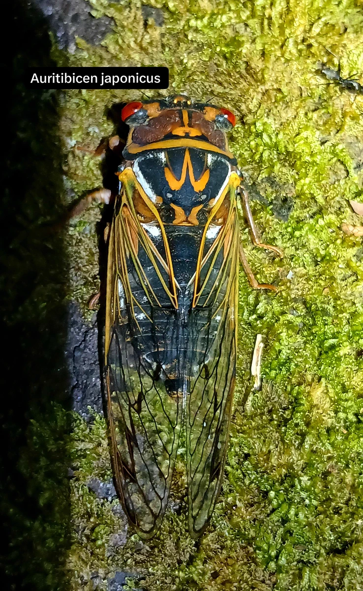 Insect_Collector_KING｜クワガタ採集専門家｜美学を貫く on X: 
