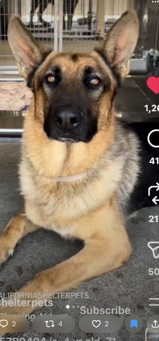 KellyG581976179's tweet photo. 🆘Extremely Urgent in Southern CA

This is 4 year old, neutered , GSD named Sharky.  His owners say they couldn’t afford him anymore , and didn’t like his  deformed back paw !  

What is wrong with people!!?  He is good with other dogs, kids, is very sweet , and loves playing fetch.  

He is located at Downey ACC  in CA.

He is due to be killed at anytime‼️

Rescue, Pledges for Rescue, Foster or Adopter urgently needed. @sabamekazeus

A Rescue can’t pull him without a Foster or Adopter’s home to take him to. 

Please Share Sharky .  

Comments, Quote posts and Reposts really help the dogs be seen by many potential fosters and adopters🙏

#SouthernCA  #GSD  #LosAngeles  #Downey #FostersSaveLives  #Urgent