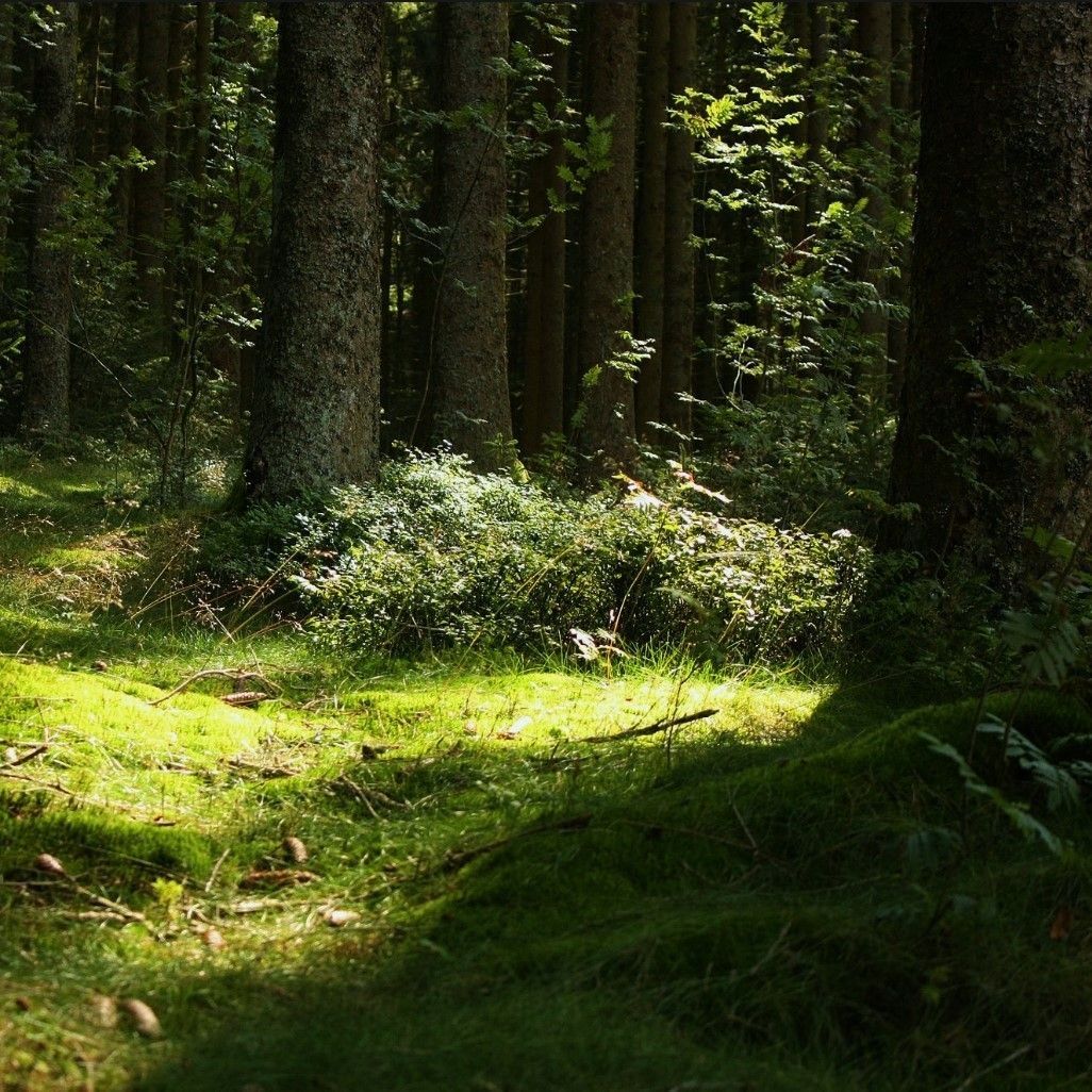 greenvibe's tweet photo. lost in a sea of emerald moss and quiet shadows. https://t.co/DUqPxVSbHv