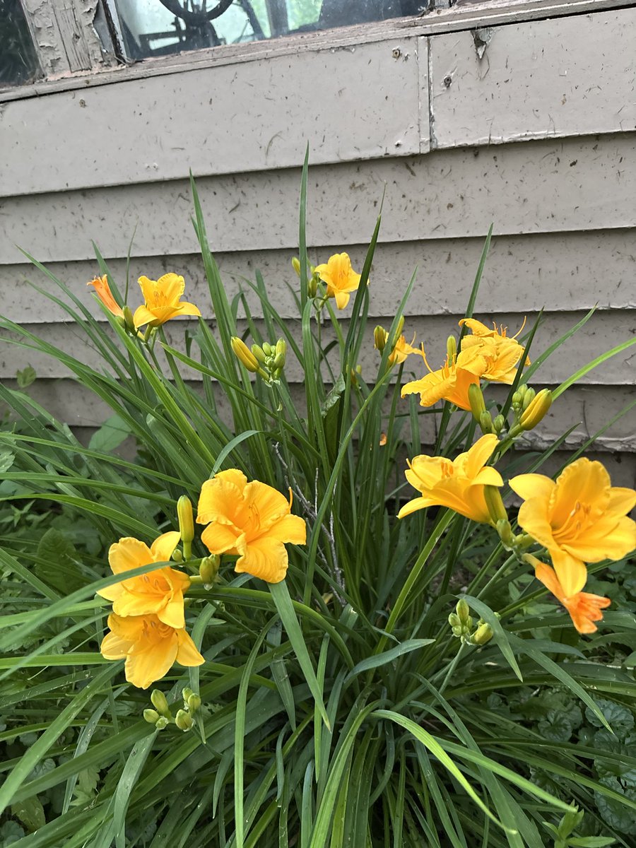 SourWoodChip's tweet photo. Some flowers in the yard https://t.co/XEJHihw5tQ