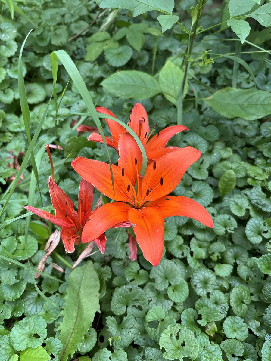 SourWoodChip's tweet photo. Some flowers in the yard https://t.co/XEJHihw5tQ