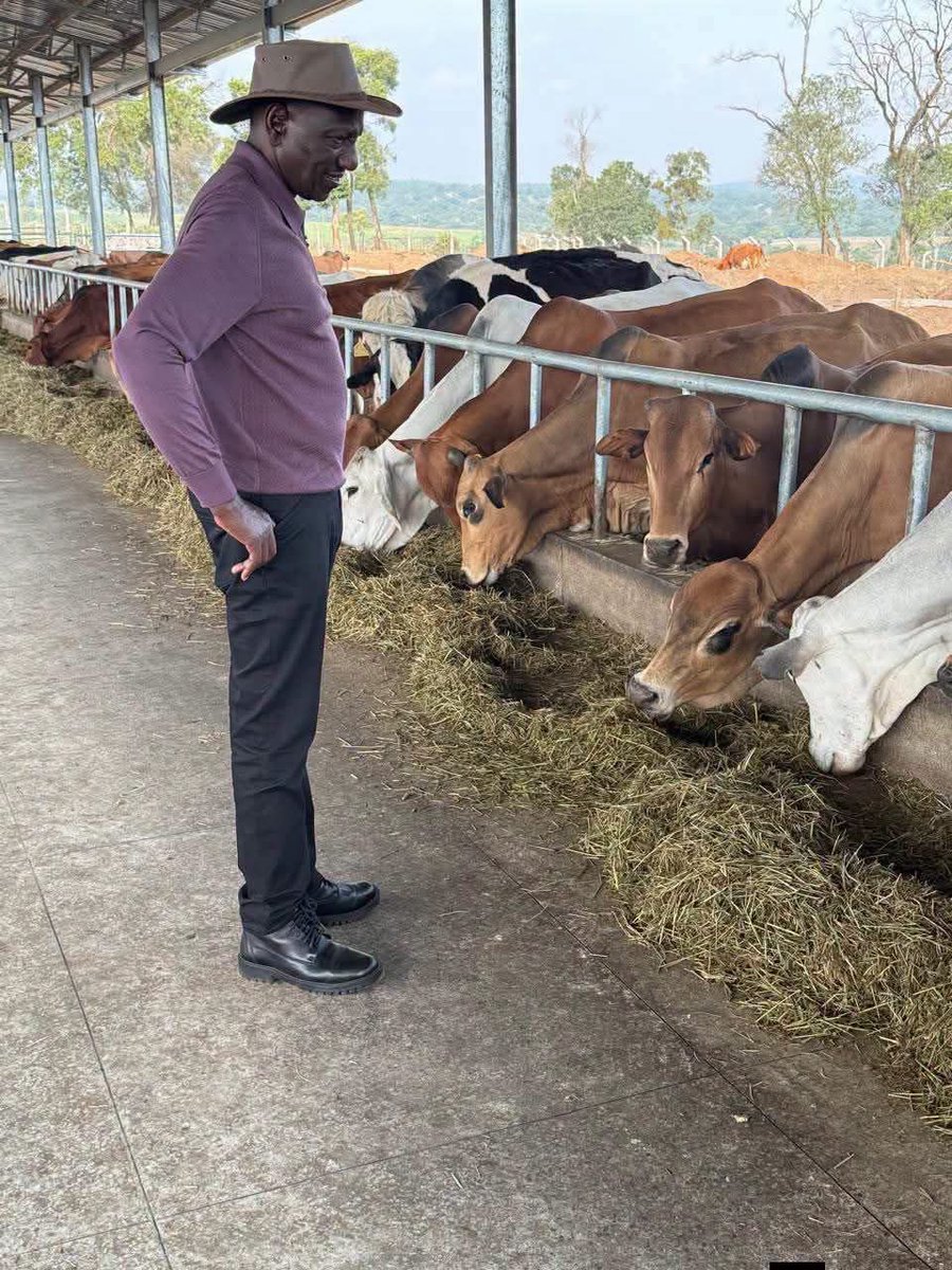 Wanjiru2027's tweet photo. Hata ngombe zinajua kula ni kwa tutam kura kwa wantam,ama huyu ni must go with his serkali,mangombe tu?? https://t.co/DPqTbeFAUY