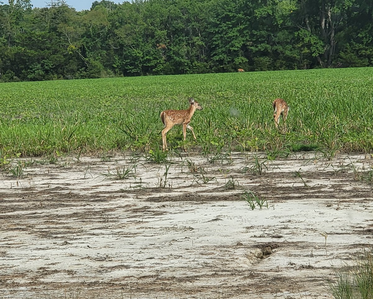 102Jackass's tweet photo. These two fawns are the pair we see down a Crystal Beach in the mornings. Here, they're in a field down the road from our spread.
Reign is cool with deer, but when they run, her Cattle Dog genes start chasing.
See the mom in the back near the tree line.
#ESVA #SHORELIFE https://t.co/wY7Q339TFm