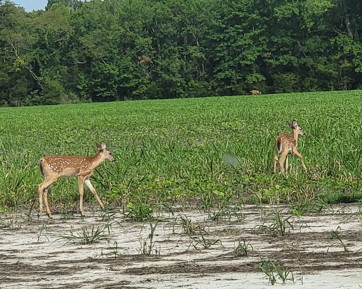 102Jackass's tweet photo. These two fawns are the pair we see down a Crystal Beach in the mornings. Here, they're in a field down the road from our spread.
Reign is cool with deer, but when they run, her Cattle Dog genes start chasing.
See the mom in the back near the tree line.
#ESVA #SHORELIFE https://t.co/wY7Q339TFm