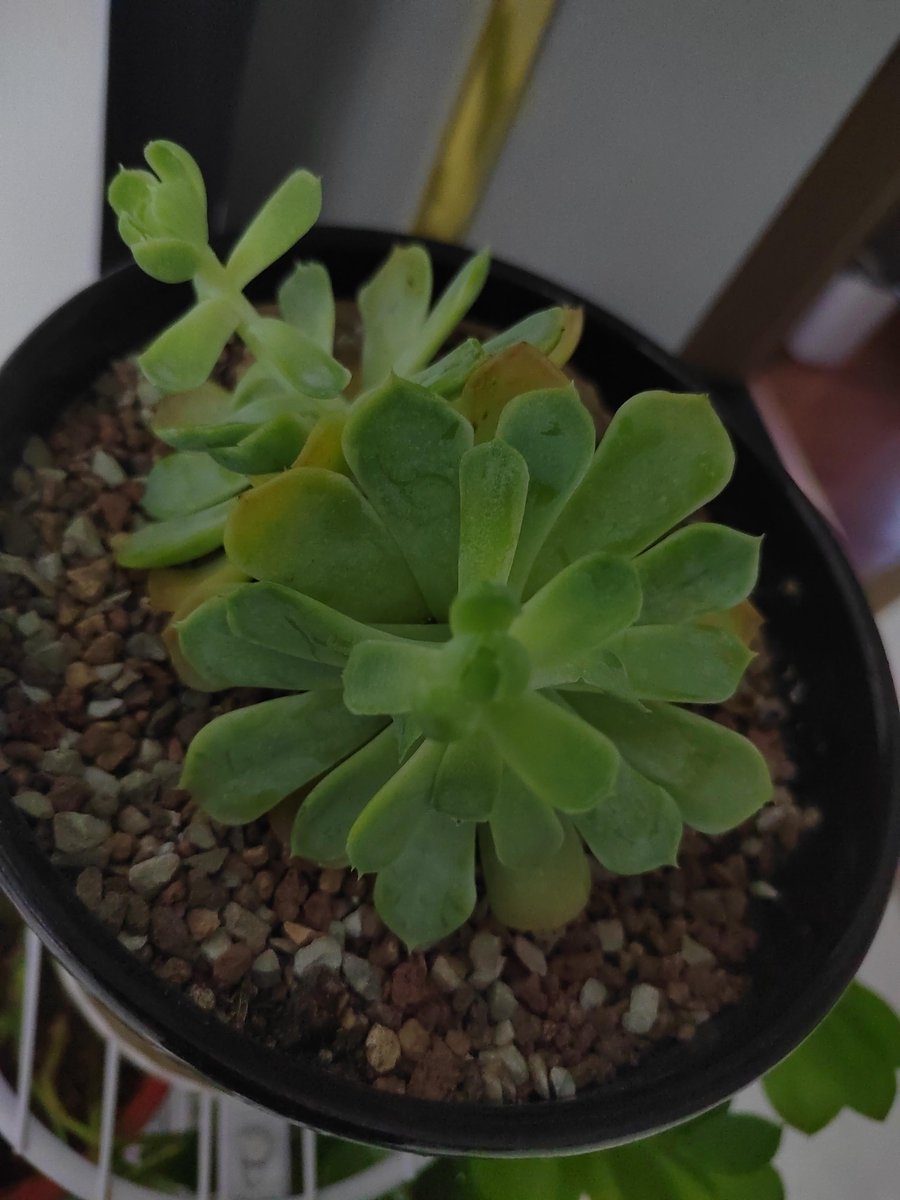 GayleB65834's tweet photo. [Pro tip for plant parents!  Water your succulents only when their soil is completely dry—overwatering kills more succulents than anything else. Tag a fellow plant lover who needs this!  #PlantCareTips #SucculentLove]， https://t.co/Hm63wLQ6FL