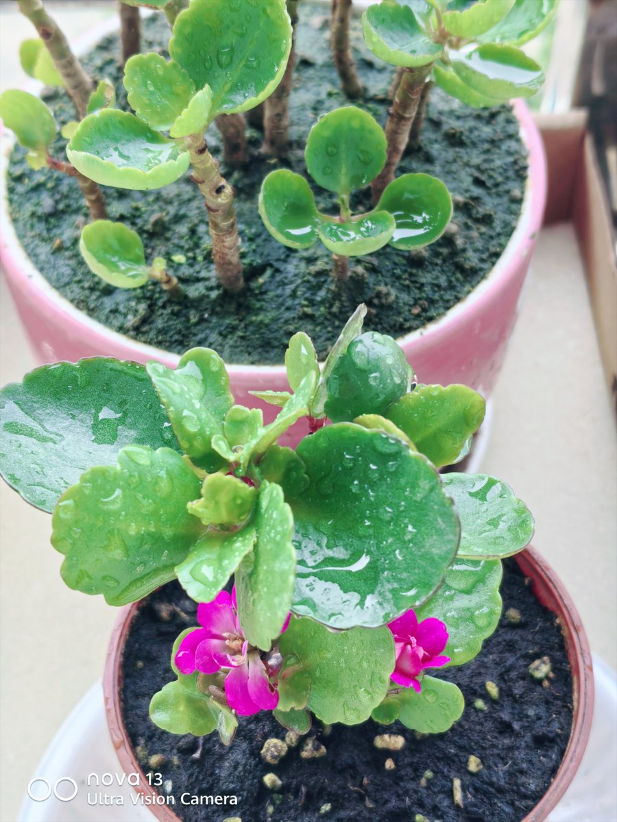 bwNXXnV6B86asqM's tweet photo. [入夏后绿植浇水量要减量！多肉少摸叶片、龟背竹避开正午暴晒，室内通风比施肥更重要哦～] https://t.co/0SOEZSrH2S