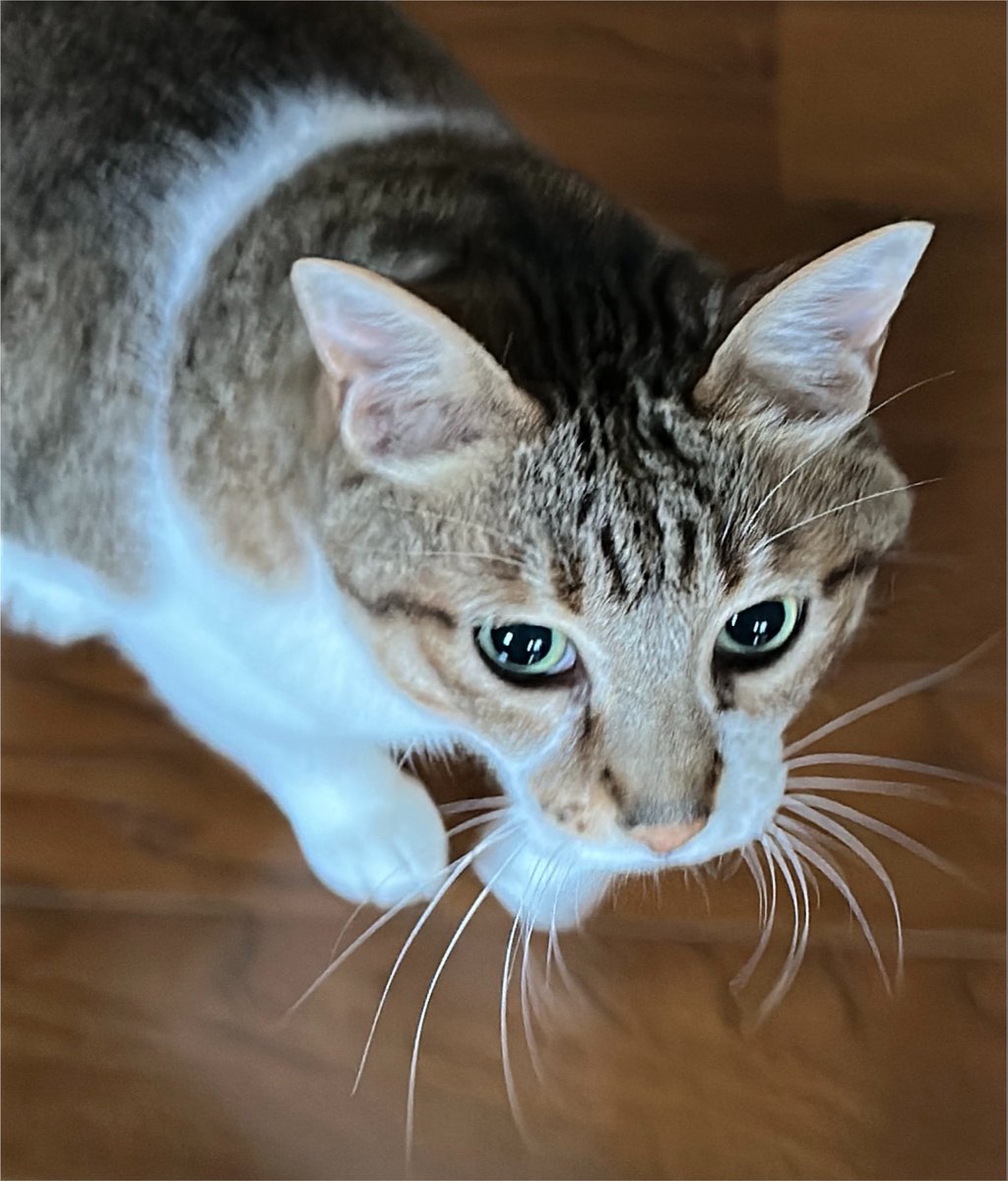 ボクちゃん 腹ペコです❗️ ＃猫好きさんと繫がりたい #ねこ