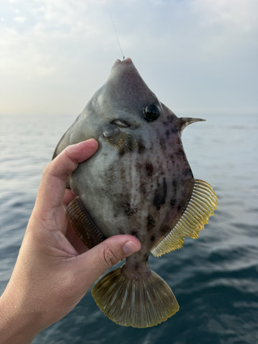 workandfish's tweet photo. おははぎ https://t.co/2gRJkCBx7A