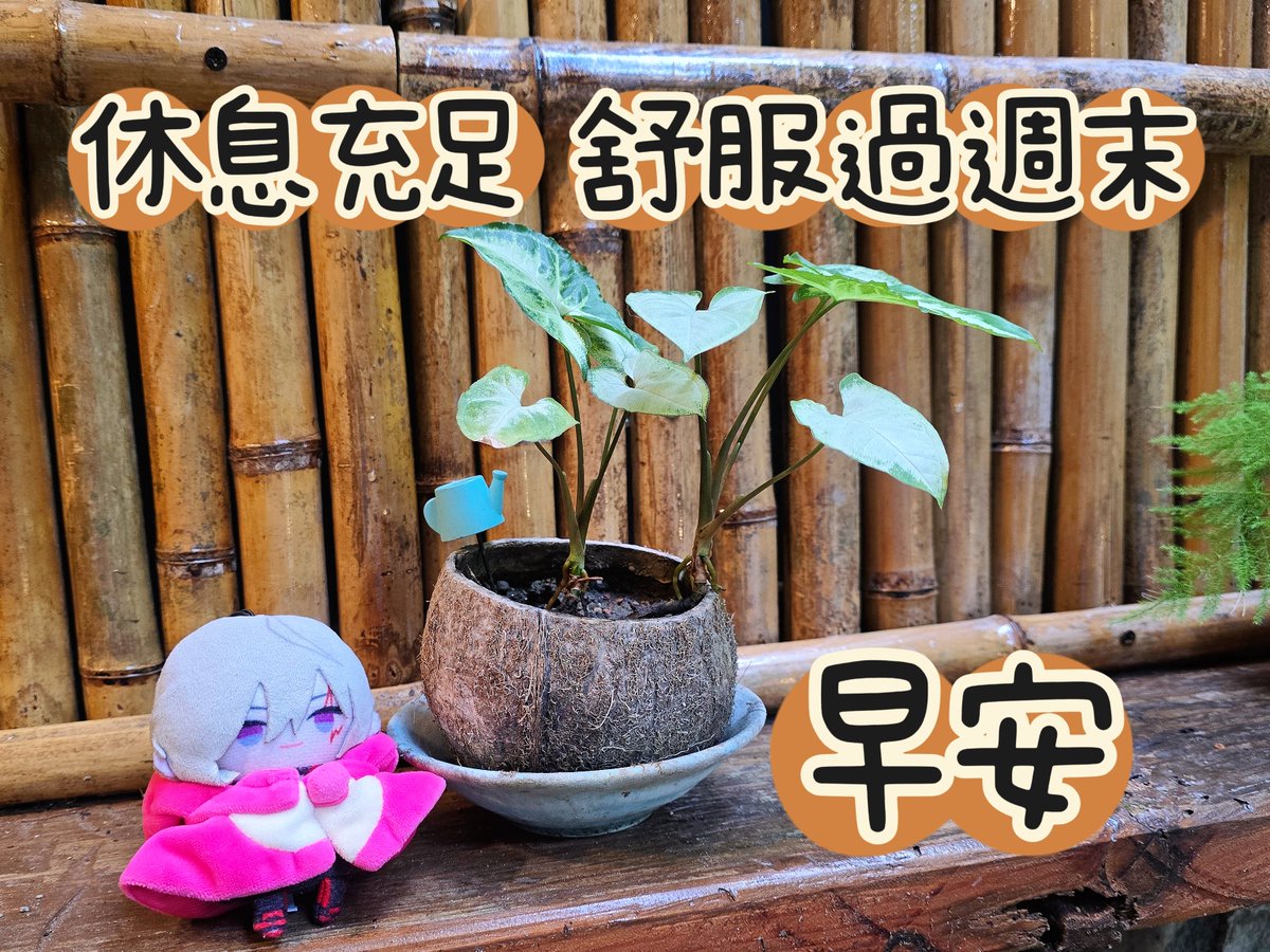 chjpony's tweet photo. 早安~
週末最棒的是不睡覺🤣
攝取太多咖啡因直接看天亮了~
我要睡了，祝大家週末愉快
舒服的過吧~
#早安祝fu https://t.co/Oi3TpEmL2p