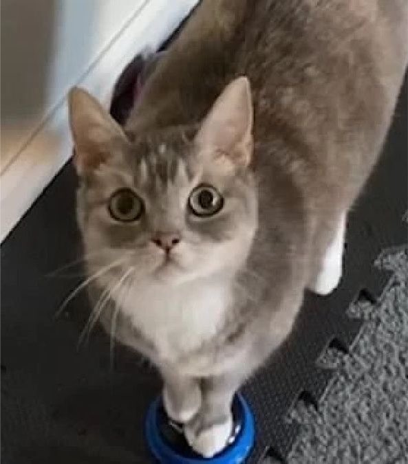 catsformumbo tweet picture