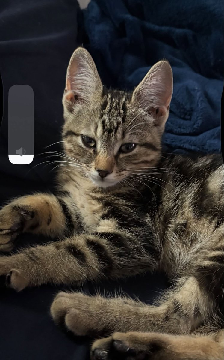 GuelphLostPets's tweet photo. SEEKING OWNER. Brown tabby short-medium hair kitten (around 7-8 weeks old) found near Gartshore St &amp; Glengarry Cres in #Fergus on Aug 1. Safe with finder. Proof of ownership required. If you have any info about him/her contact Charlene via https://t.co/URkTNMB3Fe or let us know. https://t.co/ggio4FQY3I