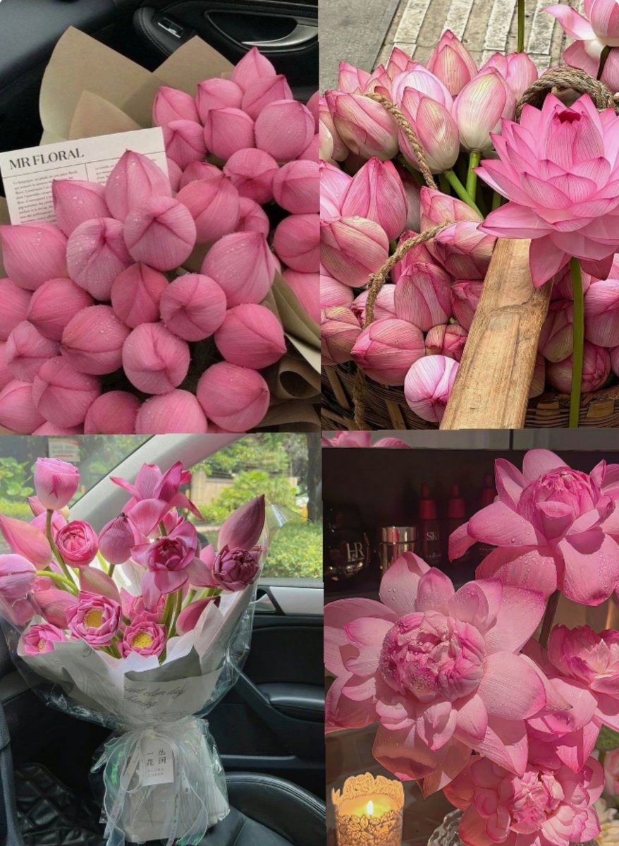 dreamyflowerrs's tweet photo. lotus flowers 🪷 https://t.co/8ix0snKcCD