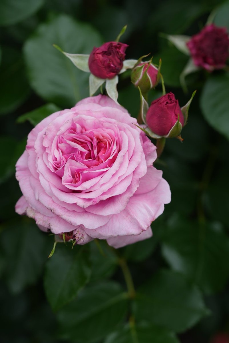 344koba's tweet photo. おはようございます！ ＋5037
Good morning my friends
Have 'a great Sunday :-)
『#アロハ』#Aloha 

今日も薔薇をお届け♪ (2026.5.6 撮影) 

薄桃色にアプリコットを帯びる大輪花🎶
名はハワイの挨拶「アロハ」に由来

USA Eugene S.Boerner 1949年作出
#ばら公園いこいの広場 にて https://t.co/sfzl9KBcBz